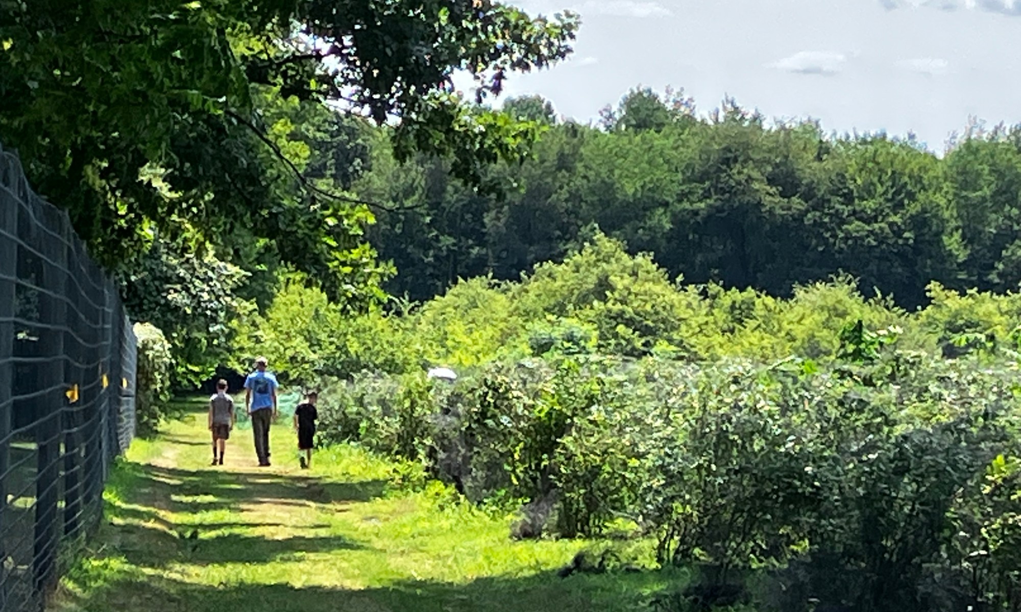 A father and two boys walk along a blueberry orchard.
